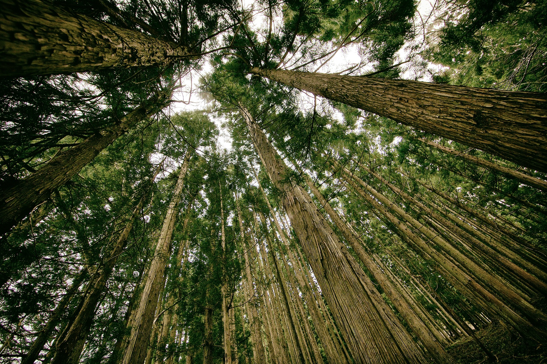 Gráfica Cartex alcança certificação FSC®. Foto: Pixabay. Gráfica Cartex alcança certificação FSC®. Foto: Pixabay.